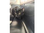 Jinx, Domestic Shorthair For Adoption In Salisbury, Maryland