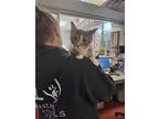 Shesha, Domestic Shorthair For Adoption In Salisbury, Maryland
