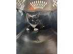 Jester, Domestic Shorthair For Adoption In Salisbury, Maryland