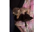 Kaz, Domestic Shorthair For Adoption In Steinbach, Manitoba