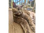 Remmy, Domestic Shorthair For Adoption In Atascadero, California