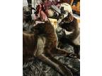 Viper, Domestic Shorthair For Adoption In Brentwood, California