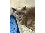 Mrs. Jumbo, Domestic Shorthair For Adoption In Dearborn, Michigan