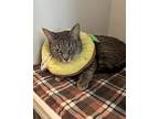 Dolores, Domestic Shorthair For Adoption In Dearborn, Michigan
