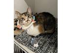 Bagels, Domestic Shorthair For Adoption In Dearborn, Michigan