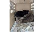 Clover, Domestic Shorthair For Adoption In Dearborn, Michigan