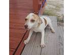 Raya 9 Pound Puppy Arriving On November 9th, Terrier (unknown Type