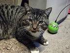 Frankie, Tabby For Adoption In Belvidere, New Jersey