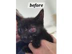 Roxy, Domestic Shorthair For Adoption In York, Pennsylvania