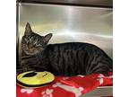 Spork, Domestic Shorthair For Adoption In Richmond, Virginia