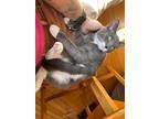 Thing 2, Domestic Shorthair For Adoption In Pawtucket, Rhode Island