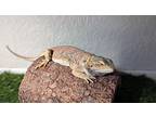 Atari, Lizard For Adoption In Pasco, Washington