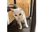 Lizzie, Domestic Shorthair For Adoption In Pelion, South Carolina