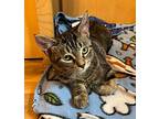 Gracey, Domestic Shorthair For Adoption In Fond Du Lac, Wisconsin