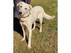 Farrah, Flat-coated Retriever For Adoption In Talladega, Alabama