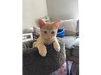 Gumdrop, Domestic Shorthair For Adoption In Oceanside, California