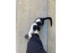 Luke, Domestic Shorthair For Adoption In El Dorado Hills, California