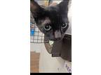 Mary, Domestic Shorthair For Adoption In Surrey, British Columbia