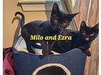 Milo, Domestic Shorthair For Adoption In Virginia Beach, Virginia