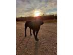 Cole, Labrador Retriever For Adoption In Calgary, Alberta