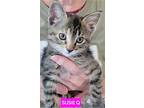Suzie Q, Domestic Shorthair For Adoption In Buhl, Idaho