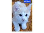 Richard, Domestic Mediumhair For Adoption In Buhl, Idaho