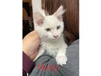 Marilyn, Siamese For Adoption In San Ramon, California