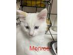 Monroe, Siamese For Adoption In San Ramon, California