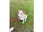 Mela, American Pit Bull Terrier For Adoption In Vancouver, Washington