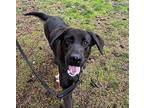 Lantern, Labrador Retriever For Adoption In Vancouver, Washington