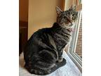 Juliet, Domestic Shorthair For Adoption In Cincinnati, Ohio