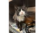 Bucket, Domestic Mediumhair For Adoption In Portsmouth, Virginia