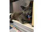 Smokey, Russian Blue For Adoption In Richardson, Texas