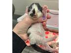 Tuna, Domestic Shorthair For Adoption In Sheboygan, Wisconsin