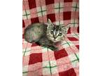 Tilapia, Domestic Shorthair For Adoption In Sheboygan, Wisconsin
