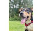 Michelangelo, Labrador Retriever For Adoption In St. Francisville, Louisiana