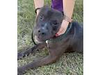 Mesquite, American Pit Bull Terrier For Adoption In Amherst, Massachusetts