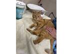 Butterball, Domestic Shorthair For Adoption In Troy, Virginia