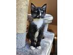 Cobweb, Domestic Shorthair For Adoption In Troy, Virginia