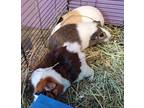 Beanana & Peppanna, Guinea Pig For Adoption In Salisbury, Massachusetts