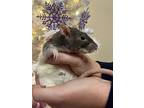Diane, Rat For Adoption In Stouffville, Ontario