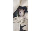 Betty White, Rat For Adoption In Stouffville, Ontario
