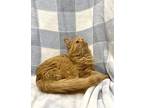 Finnegan Mcfluff, Domestic Mediumhair For Adoption In Columbus, Ohio