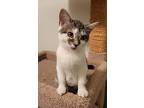 Duchess, Domestic Shorthair For Adoption In Whitehall, Pennsylvania