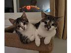 Marie, Domestic Shorthair For Adoption In Whitehall, Pennsylvania