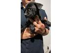 Lexi, Miniature Pinscher For Adoption In Phoenix, Arizona