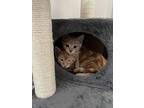 Norman, Domestic Shorthair For Adoption In Edmonton, Alberta