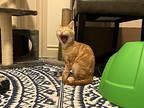 Edward, Domestic Shorthair For Adoption In Edmonton, Alberta