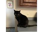 A Patch, Domestic Mediumhair For Adoption In Macedonia, Ohio