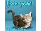 Evie Pearl, Domestic Shorthair For Adoption In Nicholasville, Kentucky
